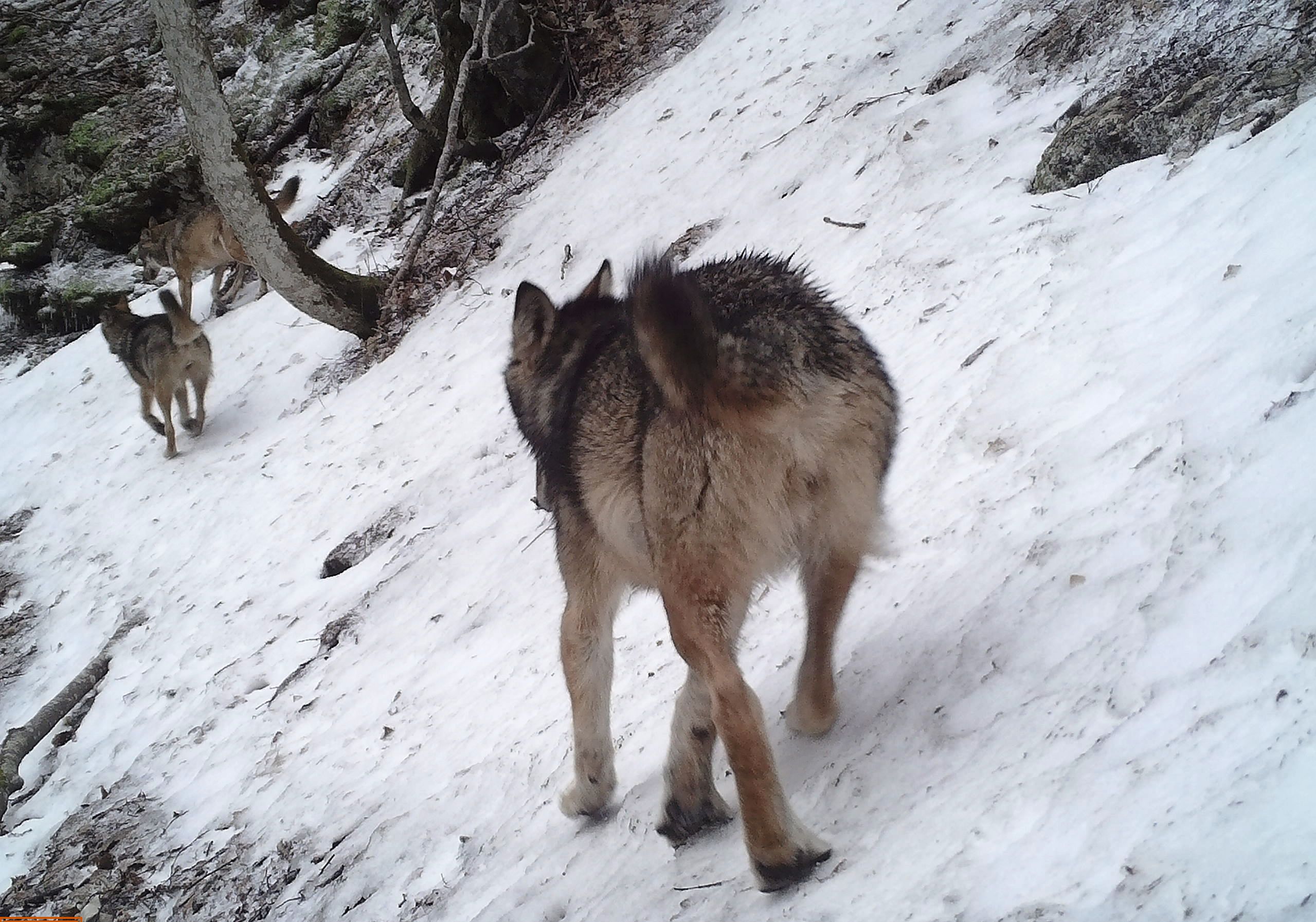 Le loup, mensonges et contrevérités : photo 10