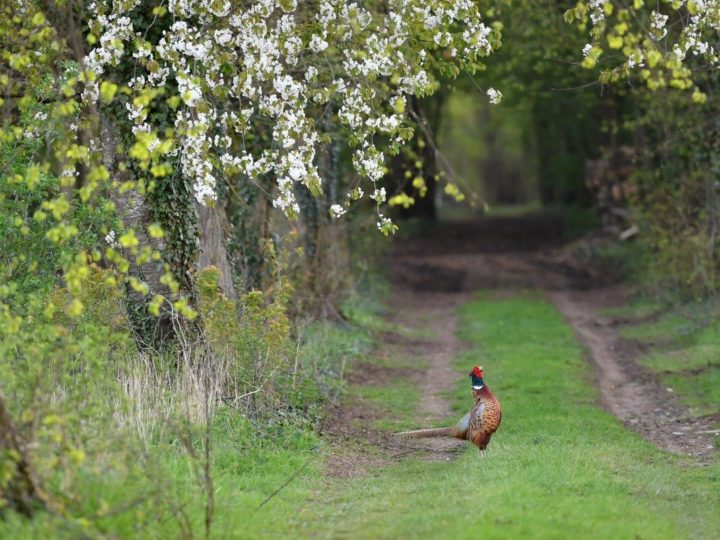 Faisan, le chant du printemps : photo 1
