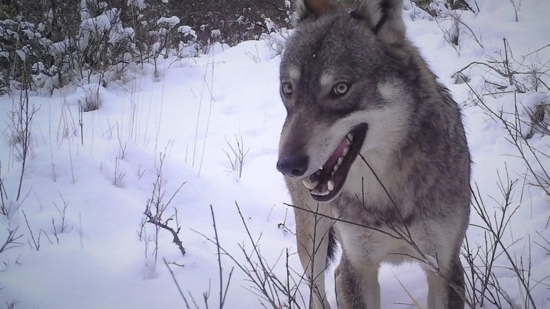 Le loup, mensonges et contrevérités : photo 1