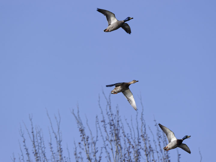 Comment bien tirer les oiseaux haut dans le ciel : photo 1