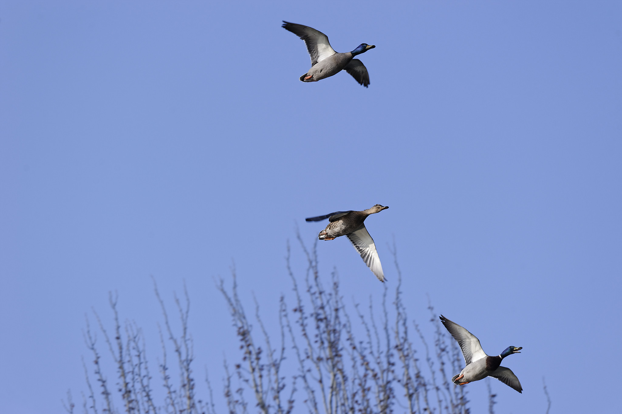 Comment bien tirer les oiseaux haut dans le ciel ?