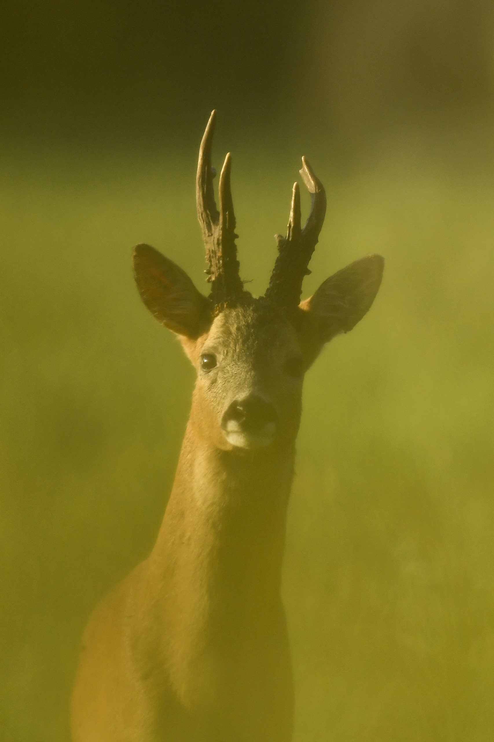 Un brocard hors normes : photo 2