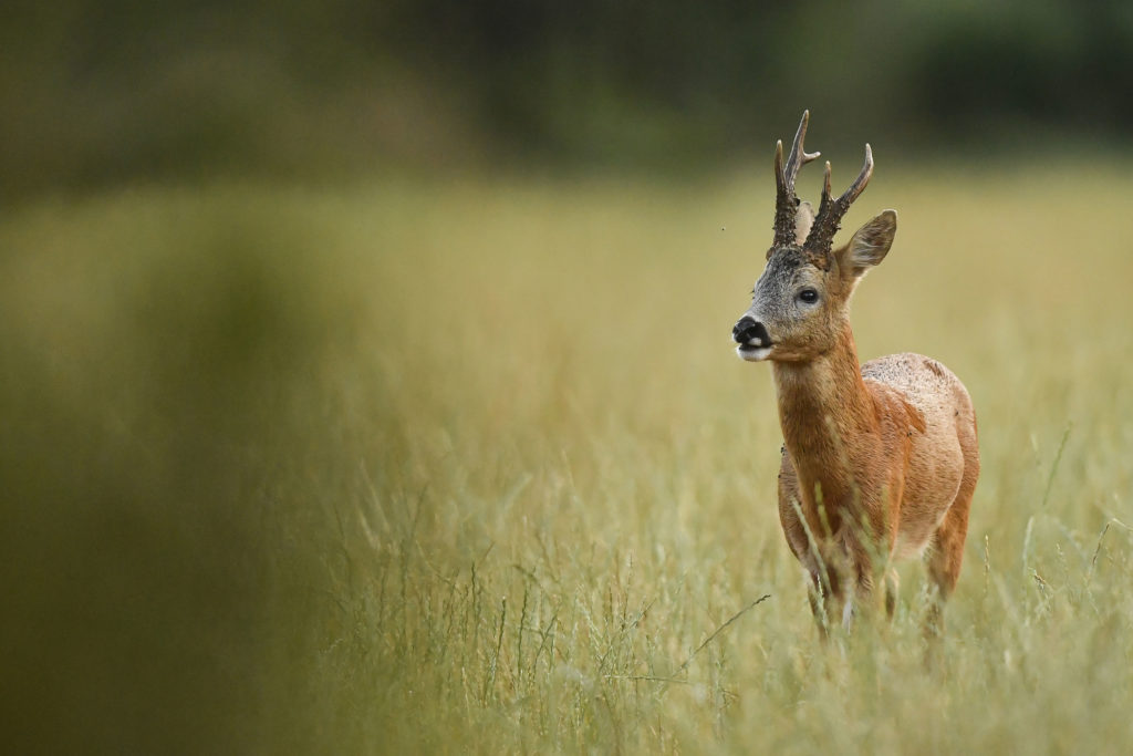 Un brocard hors normes : comme une apparition estivale - AIR & NATURE