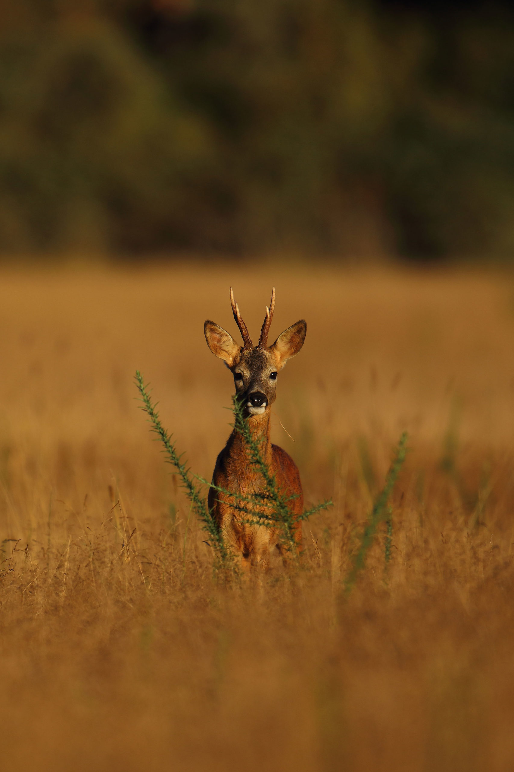 12 astuces pour bien débuter l’approche du chevreuil : photo 2