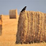 Corvidés, on joue les prolongations : photo 1