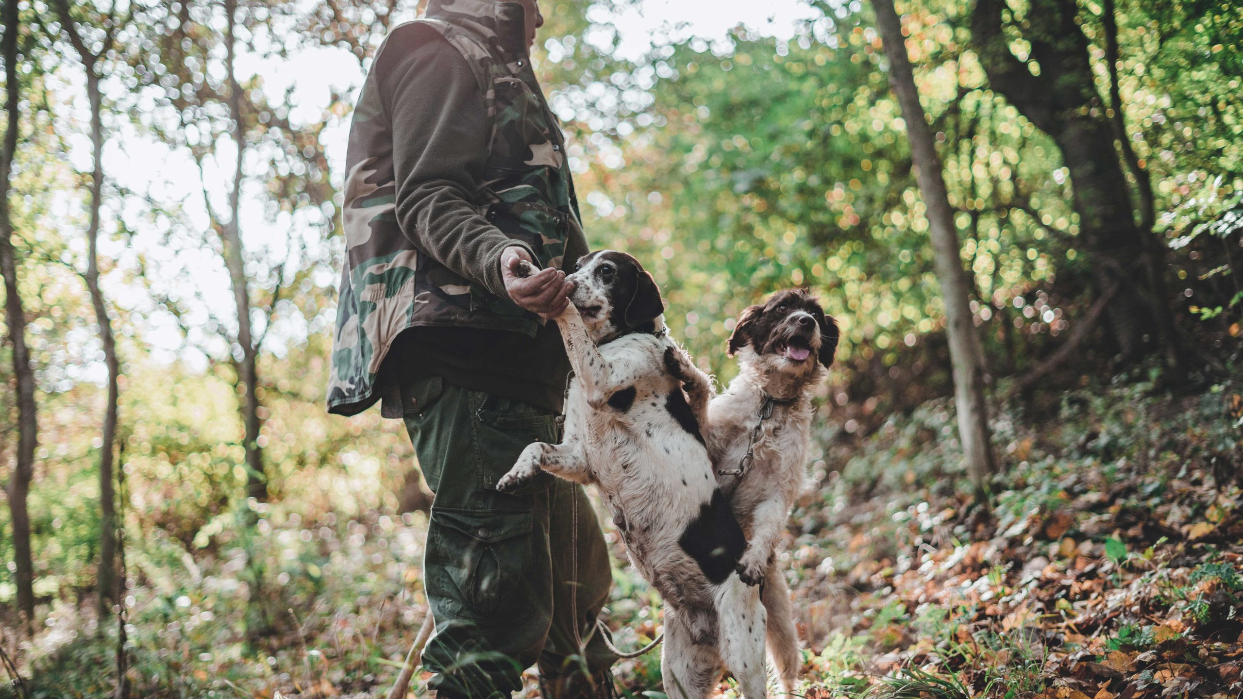 26 août, journée mondiale du chien : photo 4