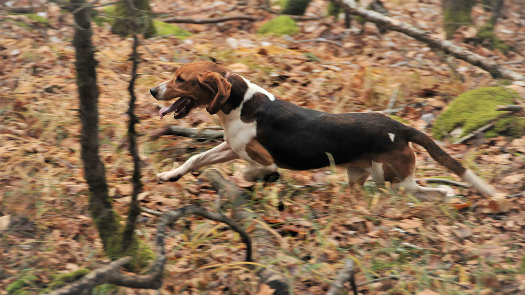 26 août, journée mondiale du chien : photo 3