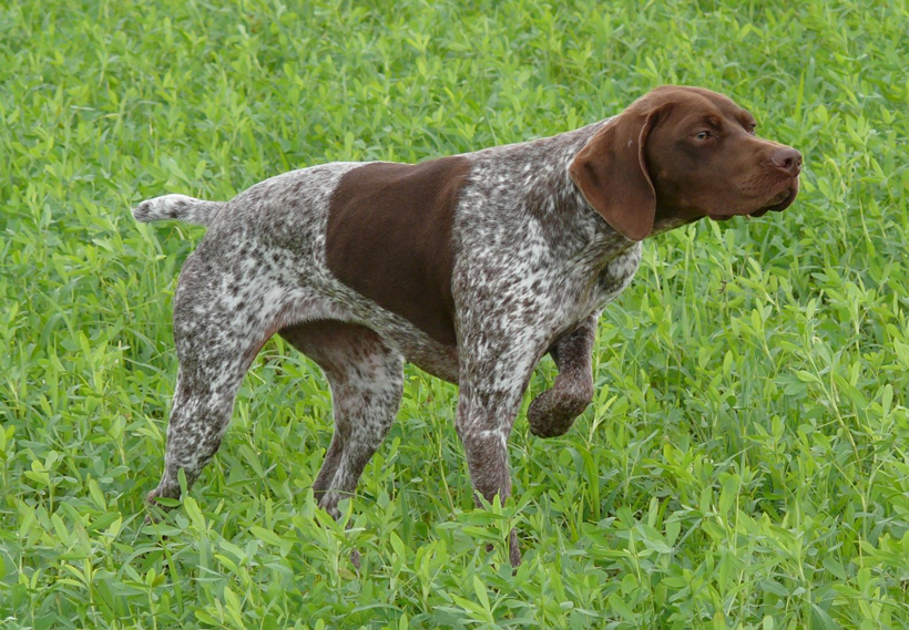 Redouté braque allemand : photo 3