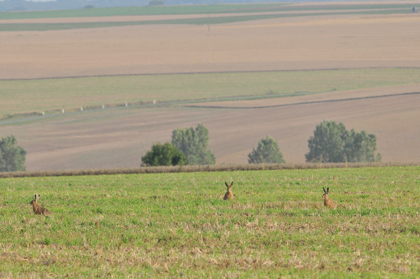 Le lièvre, symbole de l’ouverture : photo 3