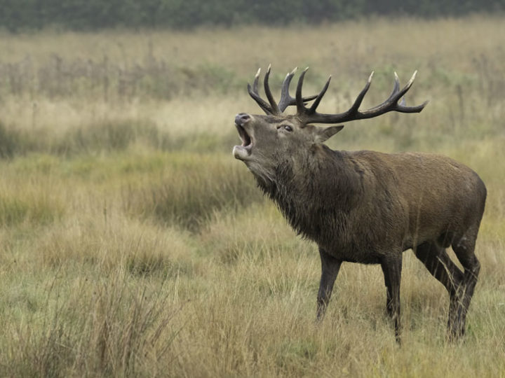 Le brame du cerf : photo 1