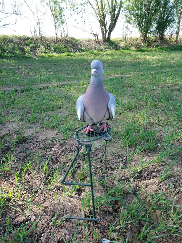 Top 3 nouveautés pour le chasseur de pigeons au poste : photo 7