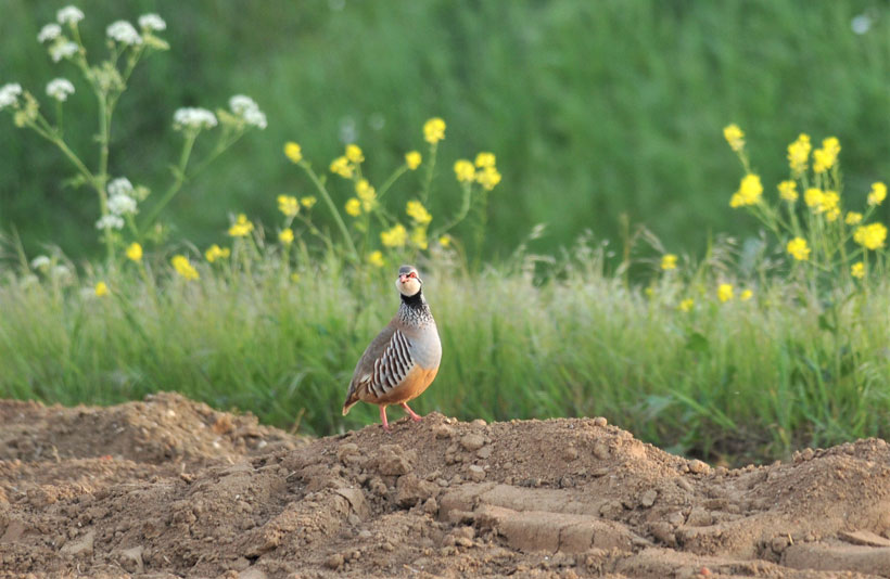 État du gibier, misons plutôt sur le poil : photo 4