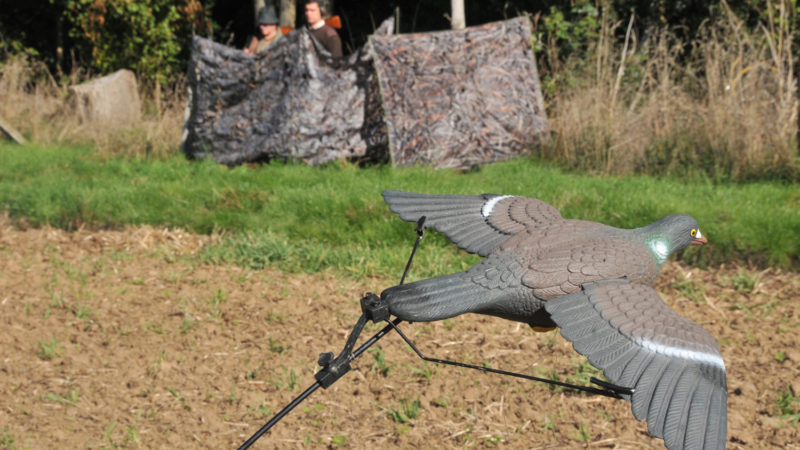 Top 3 nouveautés pour le chasseur de pigeons au poste : photo 1