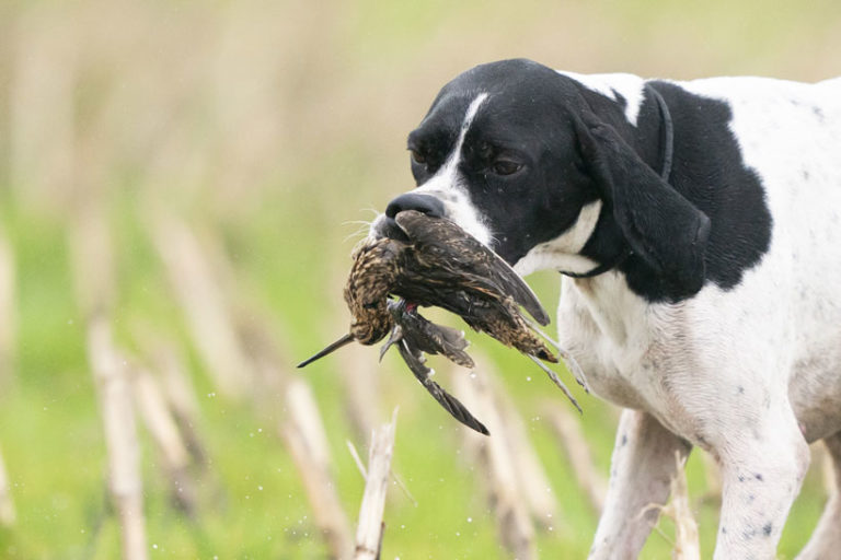 Le pointer anglais, pour la plume mais aussi le poil AIR & NATURE