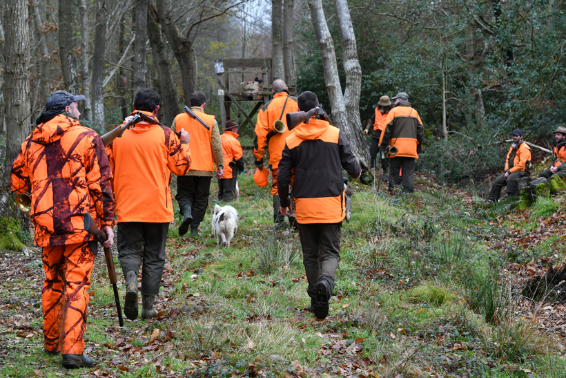 Dégâts de grands gibiers : photo 3