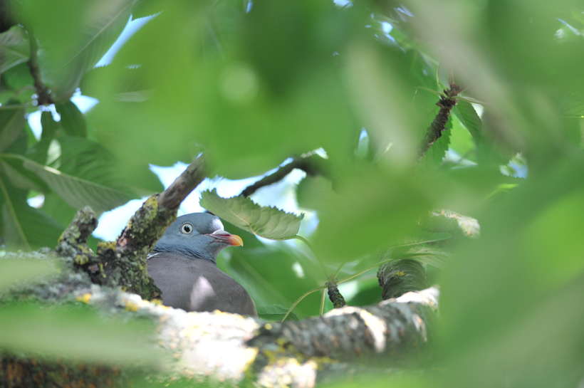 Palombe, pigeon, deux noms pour une même passion : photo 3