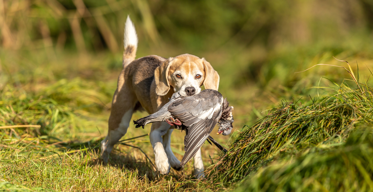 Rapport du pigeon : pas son truc en plume !