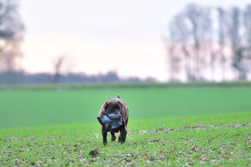 Rapport du pigeon, pas son truc en plumes : photo 2