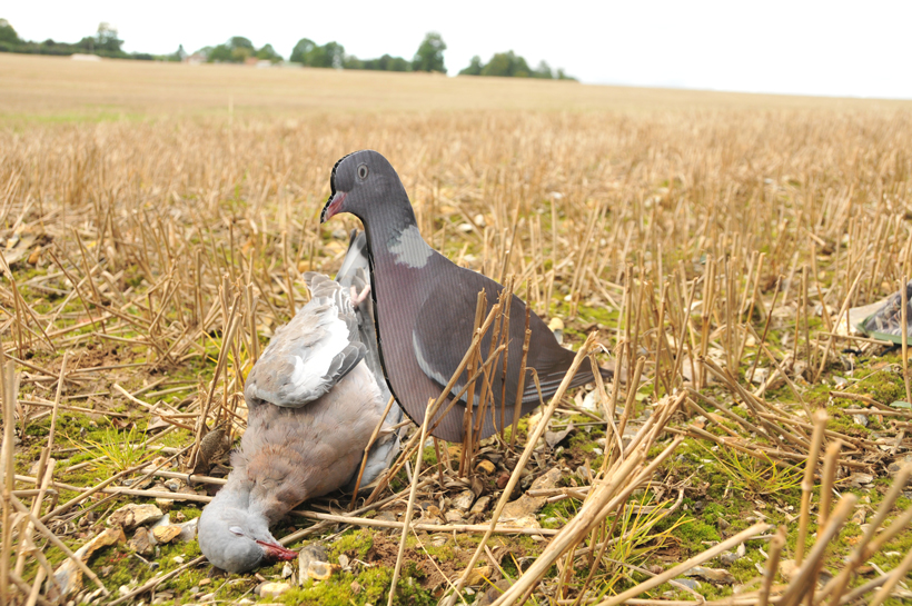 Palombe, pigeon, deux noms pour une même passion : photo 2