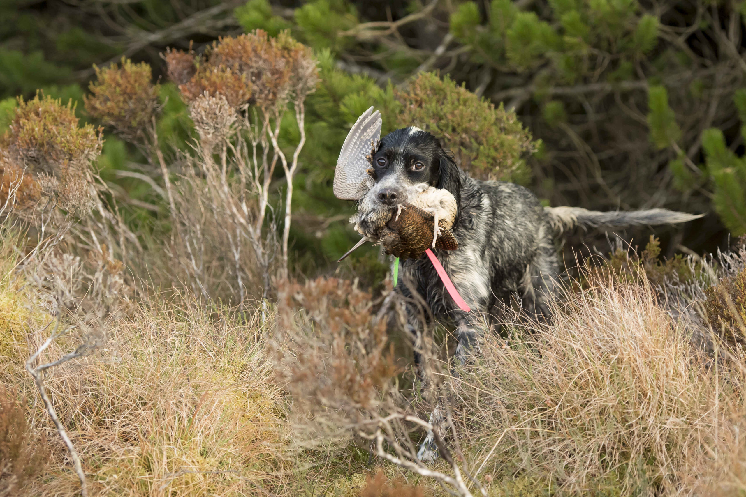 La bécasse des tourbières d'Écosse : photo 7