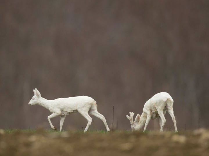 Chevreuils albinos, miracle de la génétique : photo 1