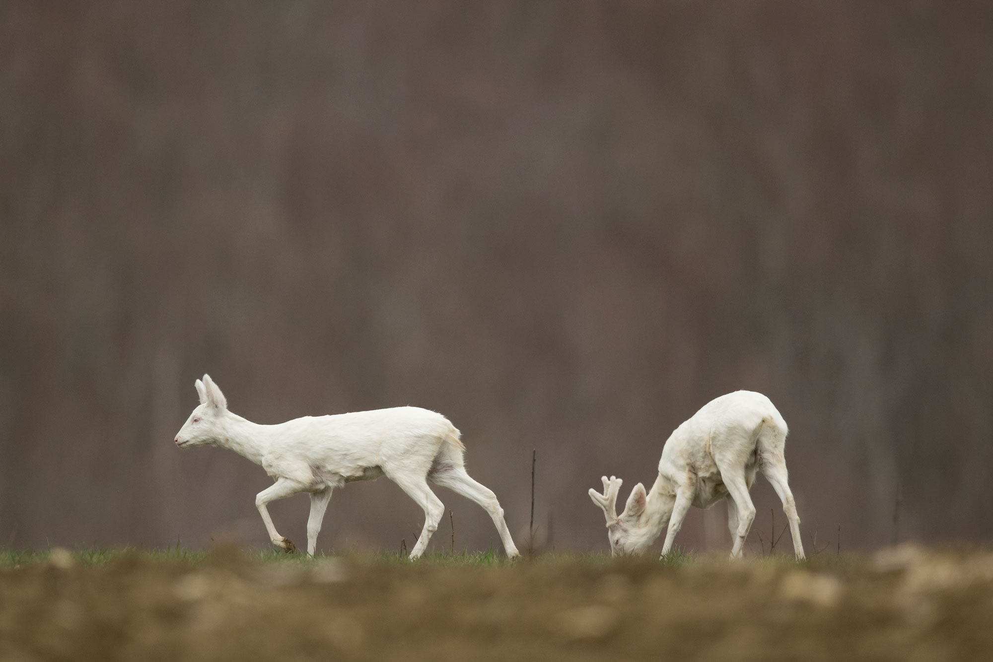 Chevreuils albinos, miracle de la génétique