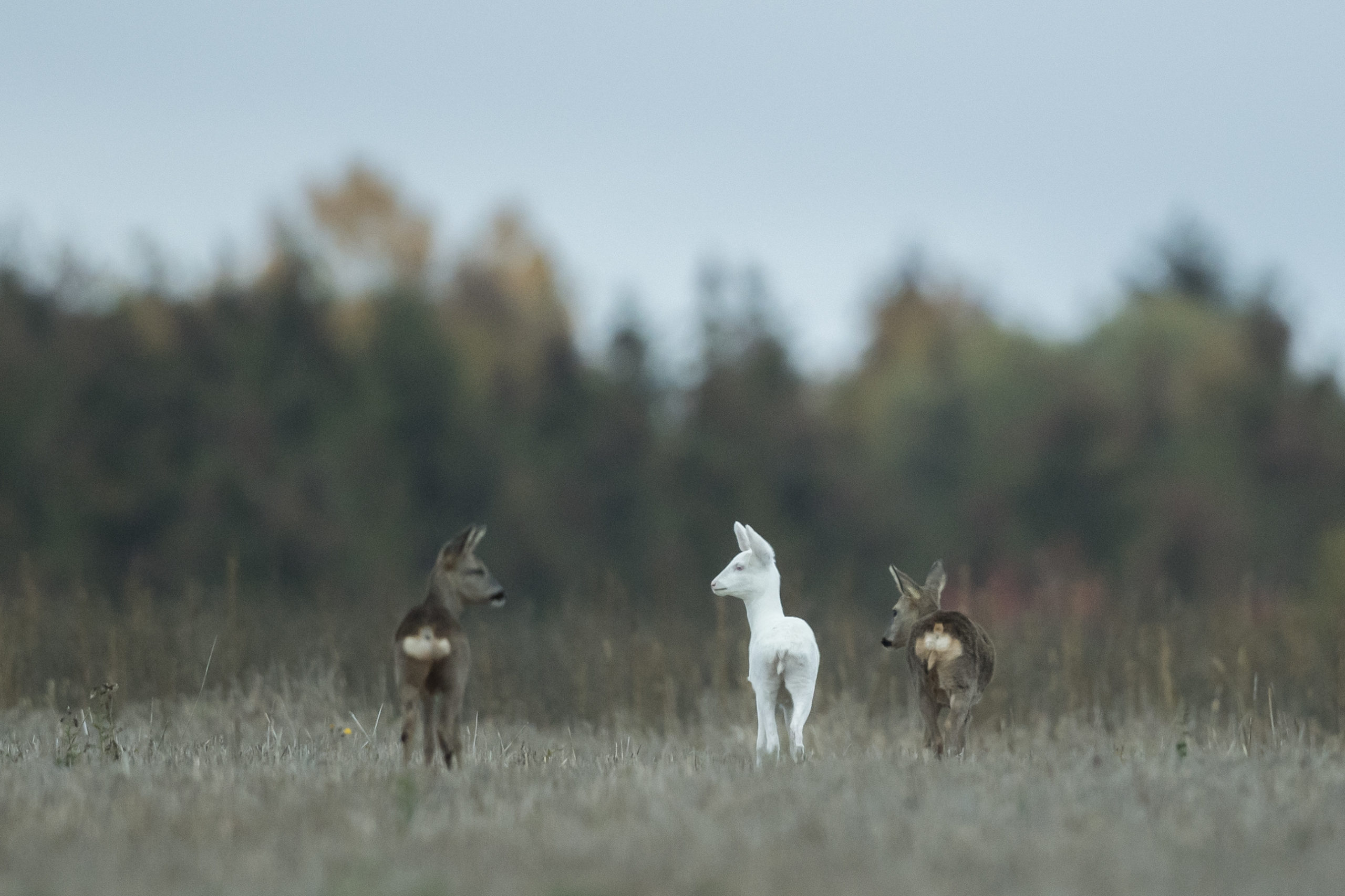 Chevreuils albinos, miracle de la génétique : photo 3