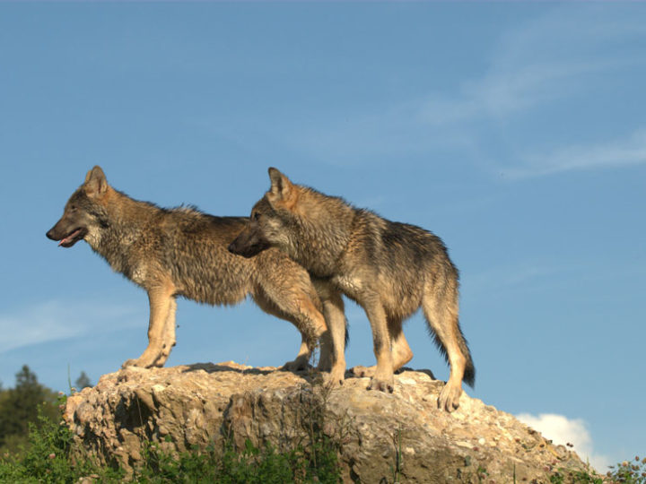 Le loup à la conquête de l’Ouest : photo 1