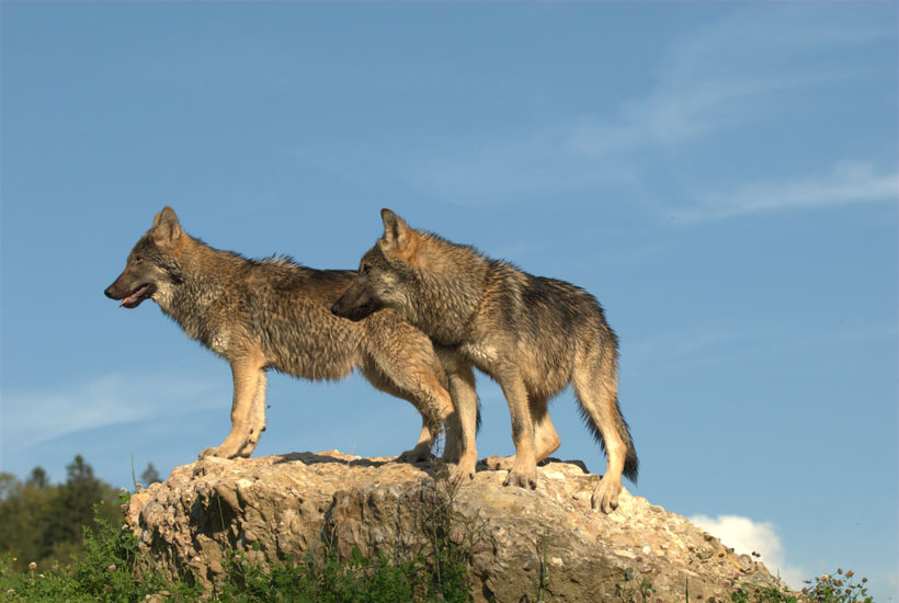 Le loup à la conquête de l’Ouest ?