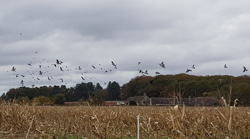 Maïs, le pouvoir des grains : photo 9