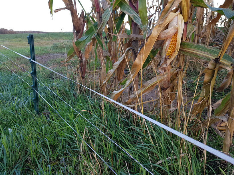 Maïs, le pouvoir des grains : photo 3