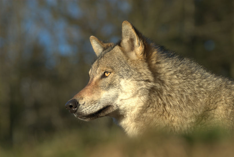 Le loup à la conquête de l’Ouest : photo 2