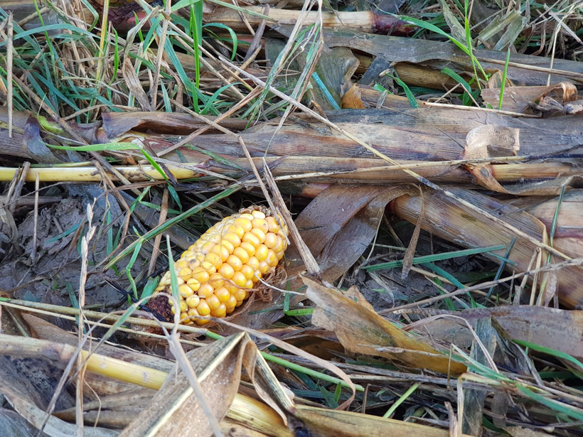 Maïs, le pouvoir des grains : photo 4