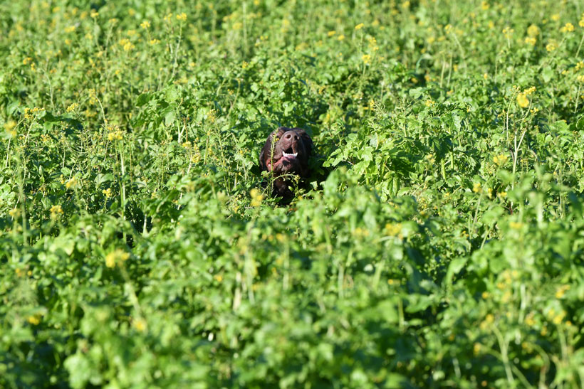 Un chien d’arrêt peut-il être polyvalent : photo 5