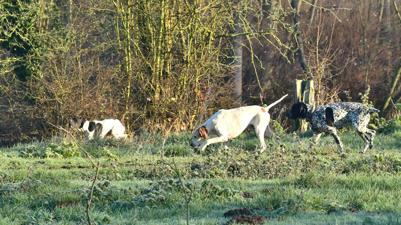 Un chien d’arrêt peut-il être polyvalent : photo 3