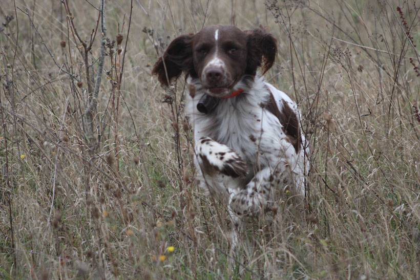 Chasser avec un münsterländer : photo 4