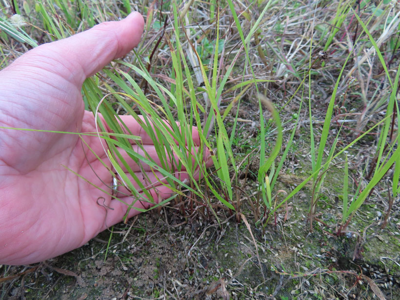 Switchgrass, l’herbe à sanglier : photo 3