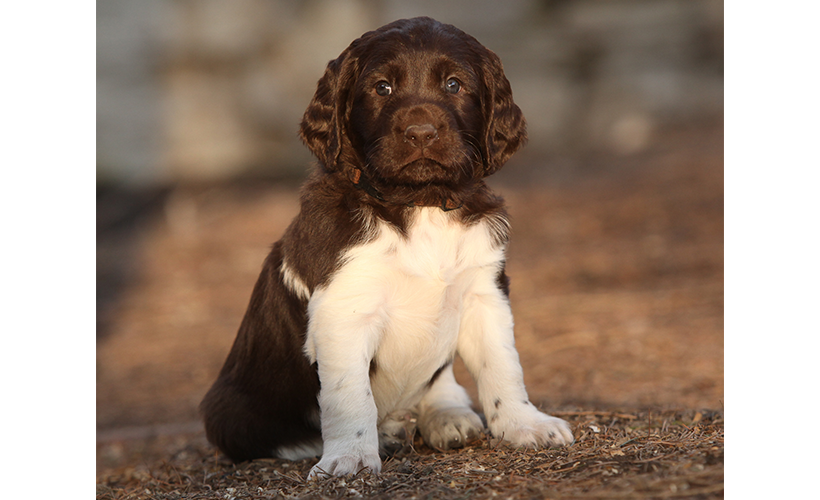 Chasser avec un münsterländer : photo 8