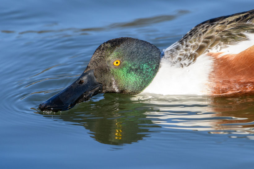Vraiment « con », le souchet : photo 4