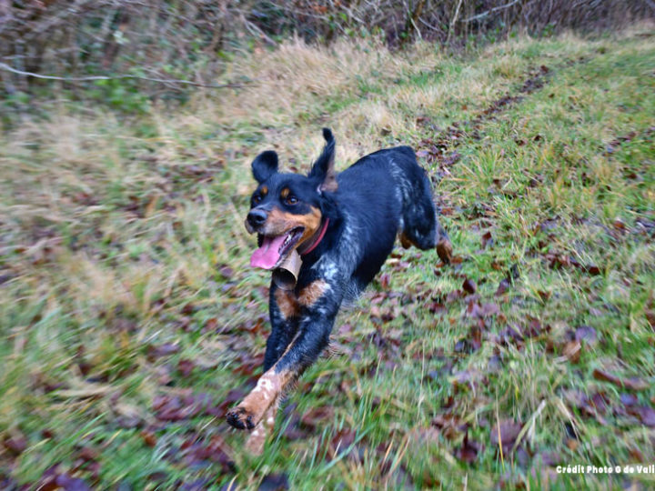 Un chien d’arrêt peut-il être polyvalent : photo 1