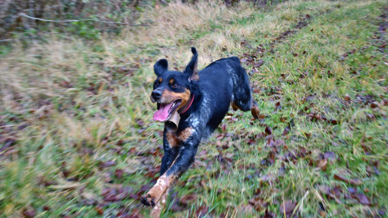 Un chien d’arrêt peut-il être polyvalent : photo 1