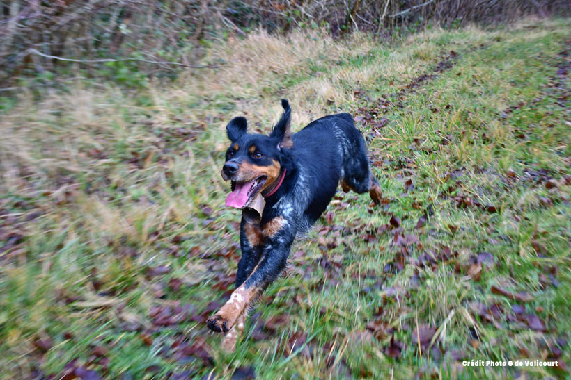 Un chien d’arrêt peut-il être polyvalent ?