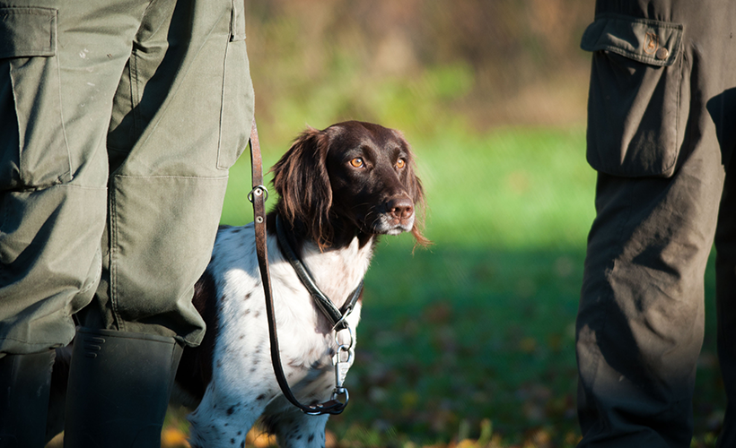 Chasser avec un münsterländer : photo 10