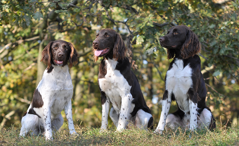 Chasser avec un münsterländer : photo 11