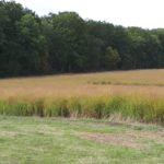 Switchgrass, l’herbe à sanglier : photo 1