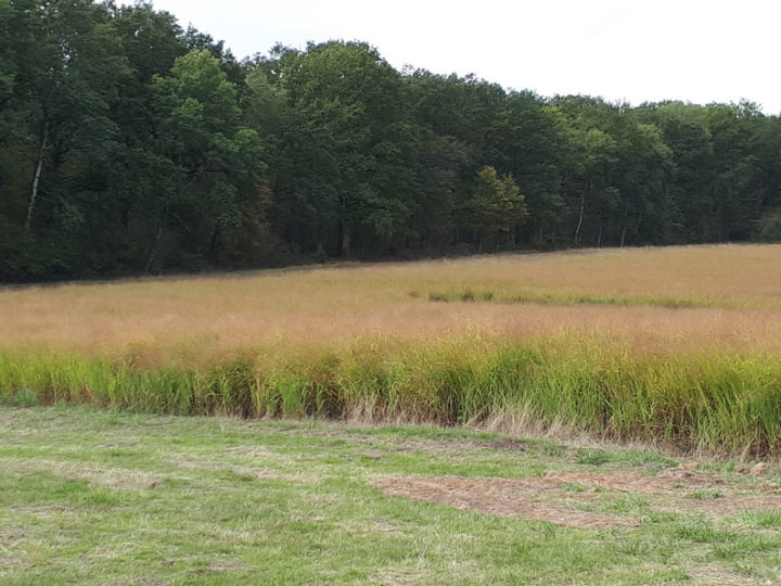 Switchgrass, l’herbe à sanglier : photo 1