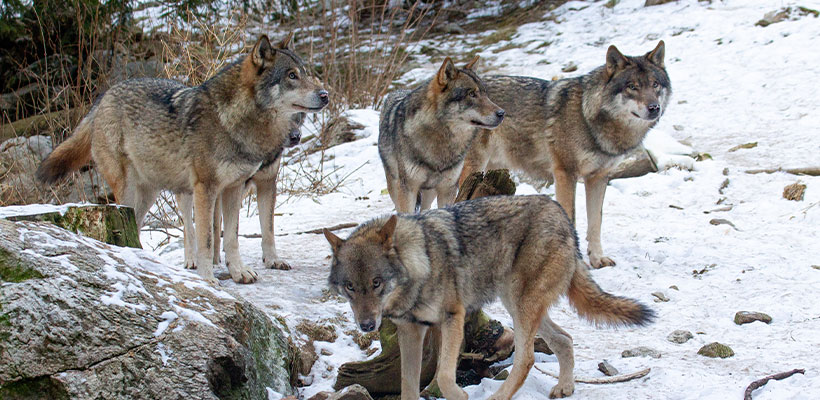 Le loup à la conquête de l’Ouest : photo 4