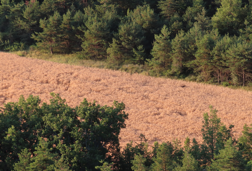 Le tir à longue distance à la chasse, pourquoi : photo 8