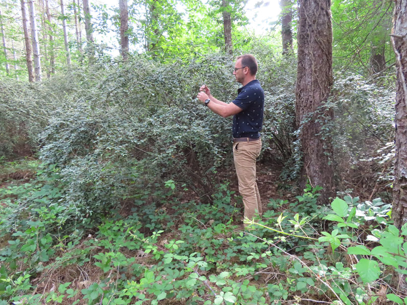 Le cotoneaster franchetii, le couvert à gibier méconnu : photo 6