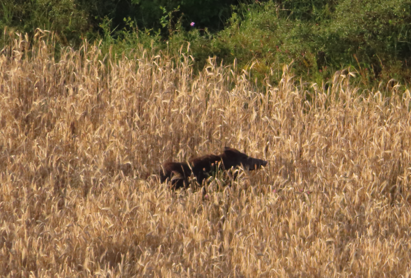 Le tir à longue distance à la chasse, pourquoi : photo 9